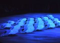 The Swans in Act III